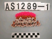 藏品(珠綴髮飾)的圖片